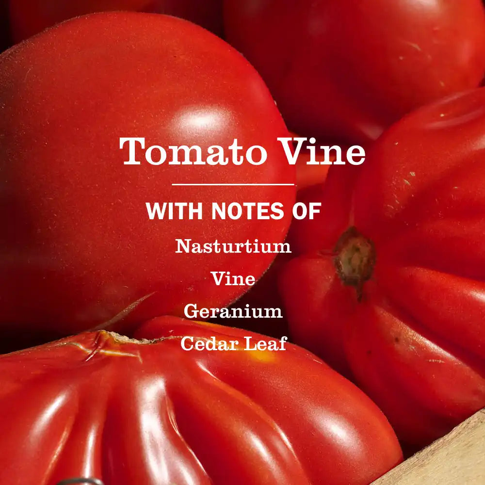 Tomato Vine Liquid Dish Soap